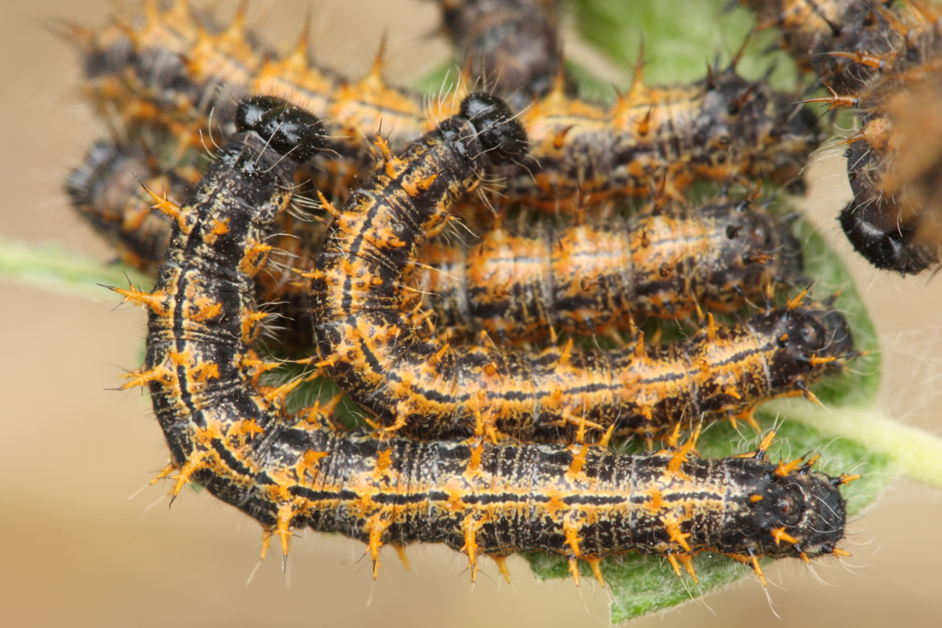 Bert van Rijsewijk, lengte 16,5 mm, Oirschot, 20 juni 2010